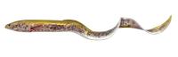 Силиконовая приманка Savage Gear 3D Real Eel LB 30cm 56gr Green Lamprey / 1 штука